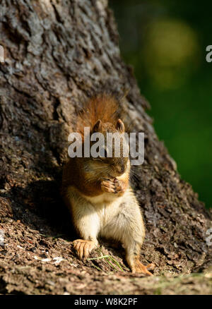 Un Americano scoiattolo rosso Tamiasciurus hudsonicus mangiare i dadi alla base di un albero Foto Stock