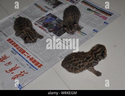 Leopard cat i gattini sono in appoggio in corrispondenza di un ufficio forestale Laibin city, a sud della Cina di Guangxi Zhuang Regione autonoma, 15 marzo 2016. Media locali reporte Foto Stock