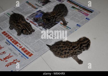 Leopard cat i gattini sono in appoggio in corrispondenza di un ufficio forestale Laibin city, a sud della Cina di Guangxi Zhuang Regione autonoma, 15 marzo 2016. Media locali reporte Foto Stock