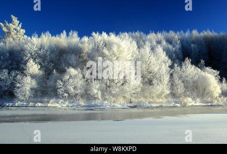 Vista delle rime alberi coperti nella contea di Xunke, Heihe city, a nord-est della Cina di Provincia di Heilongjiang, 2 febbraio 2016. Foto Stock