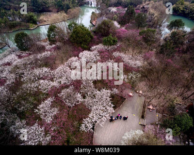 Vista aerea del Xixi National Wetland Park coperto con fiori di susina in Hangzhou, est della Cina di provincia dello Zhejiang, 19 febbraio 2016. Foto Stock