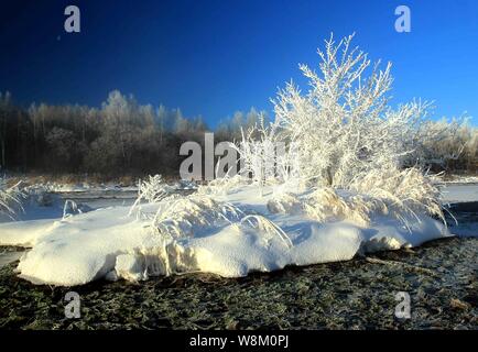 Vista delle rime alberi coperti nella contea di Xunke, Heihe city, a nord-est della Cina di Provincia di Heilongjiang, 2 febbraio 2016. Foto Stock