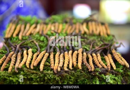 --FILE--Vista di cordyceps, o fungo caterpillar, una sorta di medicina tradizionale cinese (MTC), in un mercato di Yiwu City, est della Cina di Zhejiang provin Foto Stock