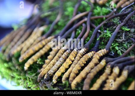 --FILE--Vista di cordyceps, o fungo caterpillar, una sorta di medicina tradizionale cinese (MTC), in un mercato di Yiwu City, est della Cina di Zhejiang provin Foto Stock