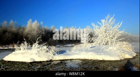 Vista delle rime alberi coperti nella contea di Xunke, Heihe city, a nord-est della Cina di Provincia di Heilongjiang, 2 febbraio 2016. Foto Stock