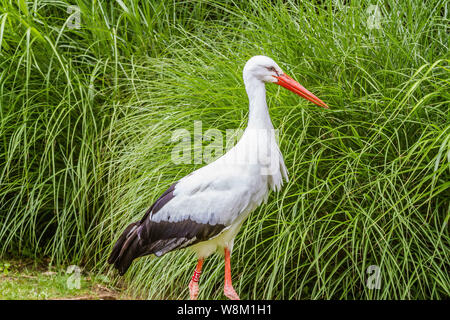 Cigogne - Ciconia (FR) / European White Stork (ENG) Foto Stock