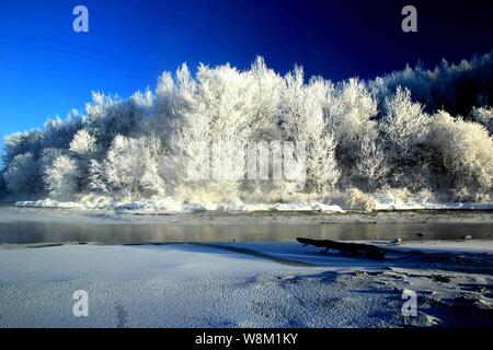 Vista delle rime alberi coperti nella contea di Xunke, Heihe city, a nord-est della Cina di Provincia di Heilongjiang, 2 febbraio 2016. Foto Stock