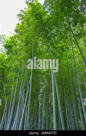 Arashiyama Boschetto di bambù noto anche come Sagano Foreste di bambù, situato nella parte occidentale di Kyoto, Giappone. Foto Stock