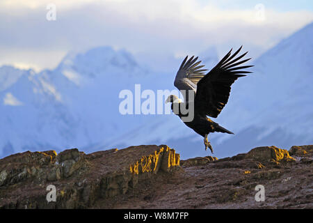 Condor andino su un atterraggio morbido sull'isola degli uccelli nel Canale del Beagle, Ushuaia, Tierra del Fuego, Argentina. Luglio 2019. Foto Stock