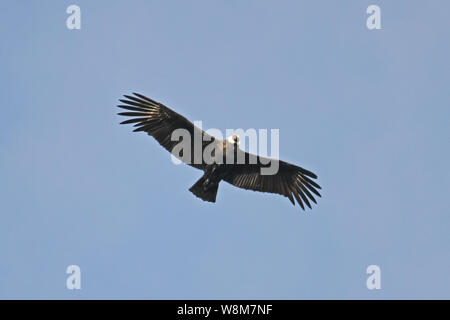 Condor andino in volo sopra il Canale di Beagle, Ushuaia, Tierra del Fuego, Argentina. Luglio 2019. Foto Stock