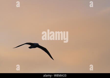 Seagull battenti all'alba sopra il Canale di Beagle, Ushuaia, Tierra del Fuego, Argentina. Luglio 2019. Foto Stock