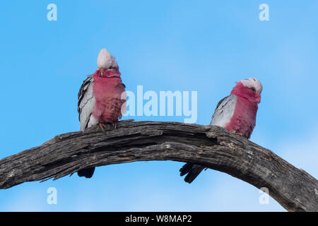 Galah (Eolophus roseicapilla) gara 'albiceps'. AKA rosa e grigio Cacatua Foto Stock