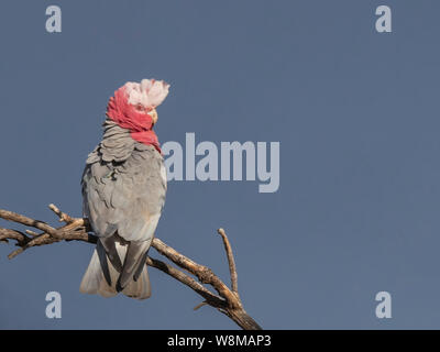 Galah (Eolophus roseicapilla) gara 'albiceps'. AKA rosa e grigio Cacatua Foto Stock