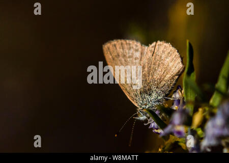 Comune di Erba-Blue Butterfly (Zizina labradus) Foto Stock