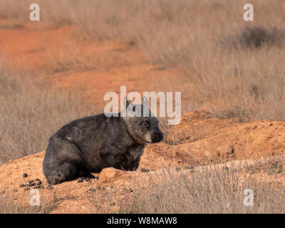 Southern Hairy-becchi Wombat (Lasiorhinus latifrons) Foto Stock