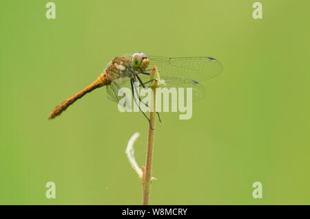 Un grazioso rubicondo Darter Dragonfly, Sympetrum sanguineum, arroccato sulla punta di un ramoscello. Foto Stock
