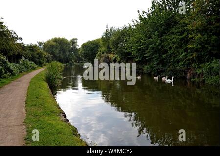 Cigni (Cygnus olor) su una sezione di pacifica del Dudley canale vicino foro Bumble Junction, Black Country, REGNO UNITO Foto Stock