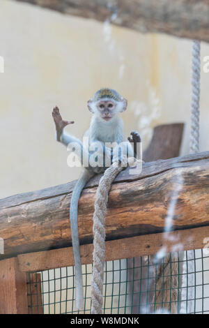 Volto adorabile di baby scimmia asiatica. Scimmia giovane seduto su un vecchio log. foto verticale. Foto Stock