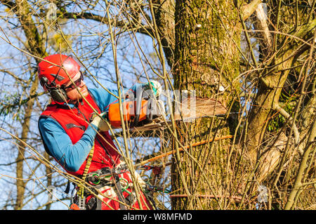 Treeworker facendo suo faticoso e impegnativo lavoro Foto Stock