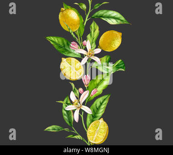 Frutta limone ramo con fiori di frontiera senza giunture realistico acquerello botanico composizione: foglie di agrumi illustrazioni isolate su grigio scuro disegnata a mano Foto Stock