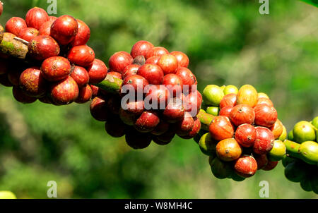 Fresche e mature red i chicchi di caffè sul ramo di un albero di caffè in una fattoria è pronta per il raccolto Foto Stock