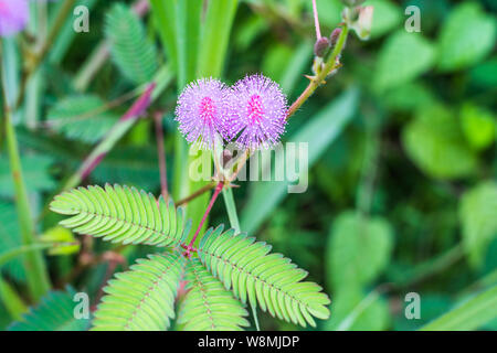 Rosa fiori di mimosa in un campo della foresta verde Foto Stock