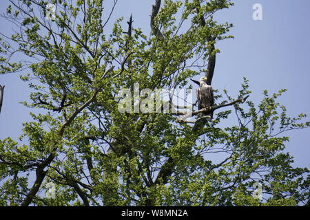 White Tailed eagle Foto Stock