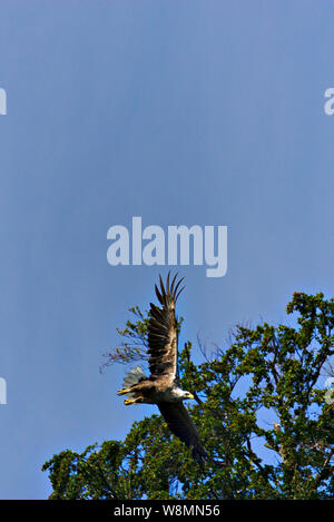 White Tailed eagle Foto Stock