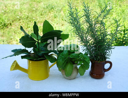 Sfondo con erbe aromatiche e piante di alloro, rosmarino e basilico, foderata in piccoli vasetti di fronte al prato verde Foto Stock