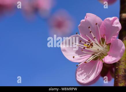 Peach blossom flower contro il cielo blu in primavera. Foto macro. Foto Stock