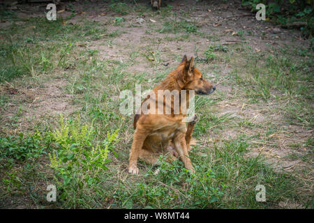 Un cane rosso andando a graffiare il suo orecchio Foto Stock