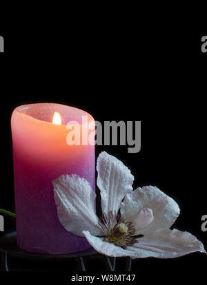Clematide bianco e viola candela su sfondo nero Foto Stock