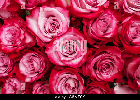 Di un bel colore rosa rose rosse di close-up sullo sfondo Foto Stock