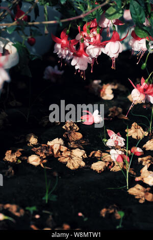 Hardy fuchsia fiore che sboccia luminosa nel pin, fiori cadono sul pavimento tra il verde delle piante ornamentali in giardino rendono il contrasto tra freschi e asciutti flora Foto Stock