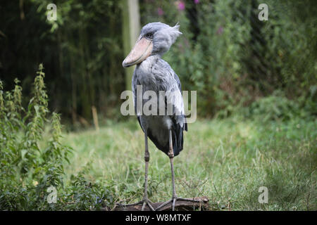 Bruxelles, Belgio. Il 9 agosto, 2019. Un shoebill è visto a Pairi Daiza zoo a Brugelette, Belgio, su Agosto 9, 2019. Pairi Daiza è un animale di grandi dimensioni, il parco a tema Brugelette in Belgio ad ovest della provincia di Hainaut. Credito: Zhang Cheng/Xinhua/Alamy Live News Foto Stock