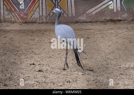 Bruxelles, Belgio. Il 9 agosto, 2019. Un blue crane è visto a Pairi Daiza zoo a Brugelette, Belgio, su Agosto 9, 2019. Pairi Daiza è un animale di grandi dimensioni, il parco a tema Brugelette in Belgio ad ovest della provincia di Hainaut. Credito: Zhang Cheng/Xinhua/Alamy Live News Foto Stock