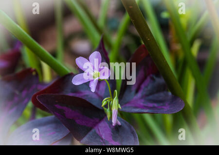 Oxalis triangularis, comunemente chiamata falsa shamrock fiore Foto Stock