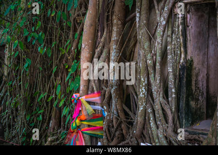 La parete della vigna e radice, tessuto colorato Foto Stock