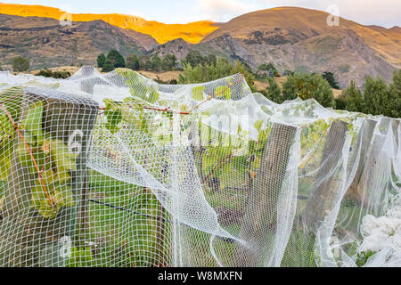 Close up di bianco di copertura di compensazione filari di viti in corrispondenza di un vigneto nell'Isola del Sud della Nuova Zelanda, splendide colline in lontananza, nessuno in Foto Stock