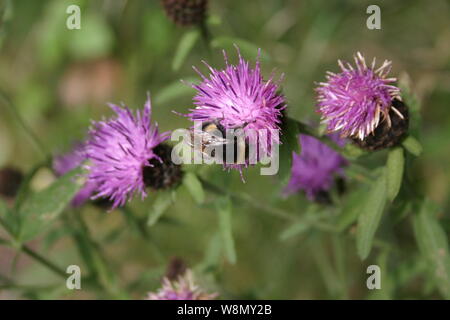Api su cardi nella campagna inglese Foto Stock
