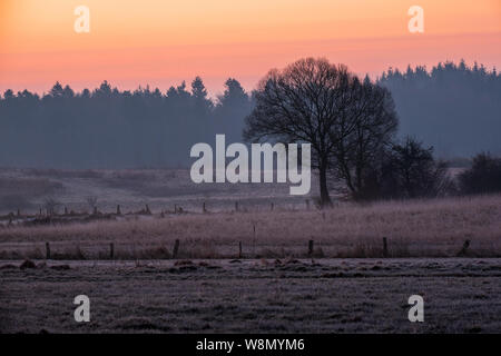 Bald albero in golden sunrise su un gelido campo davanti opaco oscura foresta, Schleswig-Holstein Foto Stock