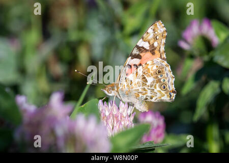 I lepidotteri Vanessa cardui (verniciato di lady butterfly / Schmetterling Distelfalter) Foto Stock