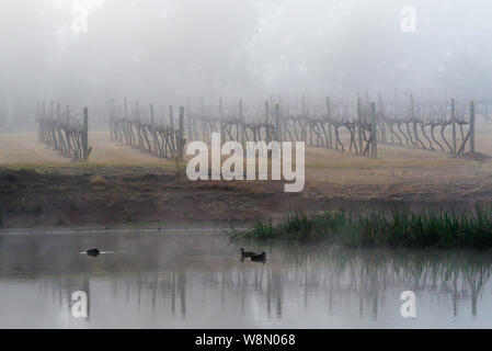 In una nebbiosa mattina inverni nativi Australiani nero pacifico anatre (Anas superciliosa) nuotare in un vigneto stagno nella Hunter Valley, Australia Foto Stock