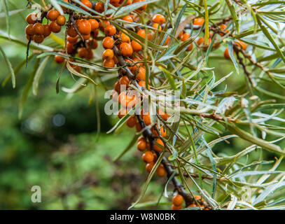 Bacche di olivello spinoso arbusto a East Aberthaw Riserva Naturale nella Vale of Glamorgan Galles del Sud Foto Stock