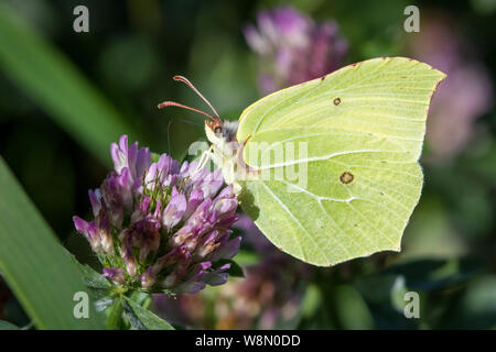I lepidotteri Gonepteryx rhamni (brimstone butterfly / Schmetterling Zitronenfalter) Foto Stock