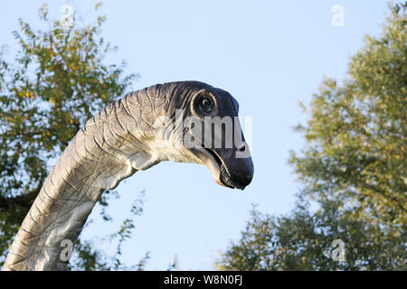 Copia realistica di Brachiosaurus, è un genere di sauropod dinosaur che ha vissuto in Nord America durante il tardo Giurassico, circa 154-153 milioni di anni fa Foto Stock