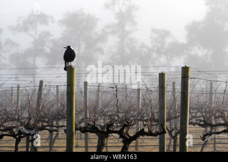 In una nebbiosa mattina inverni un australiano Gazza (Gymnorhina tibicen) orologi dal suo nido su un vigneto trellis del vino nella Hunter Valley, Australia Foto Stock