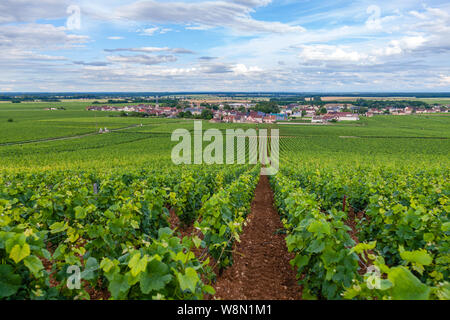 Closeup scatto panoramico righe estate vigna scenic agricoltura paesaggio, piantagione e la bellissima uva da vino rami, sole, cielo, terra di calcare. Concetto Foto Stock