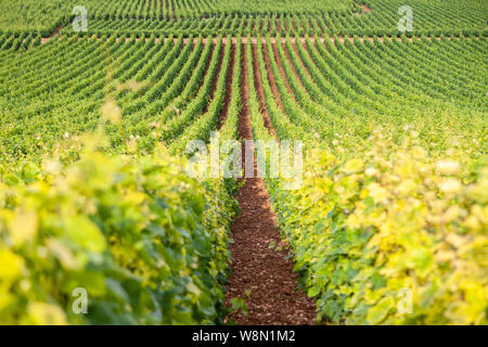 Closeup scatto panoramico righe estate vigneto paesaggio panoramico, piantagione, bellissima uva da vino rami, sole, cielo, terra di calcare. Concetto autunno grap Foto Stock