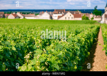 Closeup scatto panoramico righe estate vigna scenic agricoltura paesaggio, piantagione e la bellissima uva da vino rami, sole, cielo, terra di calcare. Concetto Foto Stock